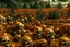 Placeholder: view of dozens of human skulls growing off of a vine in a large field, designed to look like a pumpkin patch, painted orange, growing off of a vine orange skulls, evil dead atmosphere, highly detailed, sharp focus, two-toned, digital painting, artstaion, concept art, hr Geiger