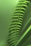 Placeholder: Fern monster, hyperrealistic cinematic, extreme closeup, sharp focus, detailed and intricate, cinematic composition