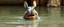 Placeholder: realistic ghibli crazy cute small hippo bunny