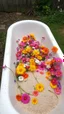 Placeholder: Bathtub filled with colorful flowers with sands some of them are tingling down on the sided, abandoned in a the backyard