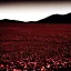 Placeholder: Chili landscape, black background