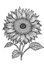 Placeholder: sunflower minimalistic, line art, background, vector, svg, coloring page, black outline on white background