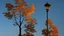 Placeholder: fall tree wonder Street light by Andrea del sarto