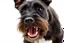 Placeholder: side-front of head nose, mouth with teeth, ears and eyes of a black Scottish terrier coming up from the side-bottom, mouth open biting, white background