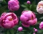 Placeholder: Pink peonies, ultra graphics, RTX, TXXA, SSAO, High quality,hyperrealistic, Super detailed, HDR,4k