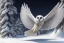 Placeholder: snow winged OWL