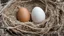 Placeholder: two eggs in the nest