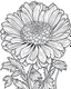 Placeholder: real massive Marigold flower coloring page