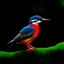 Placeholder: a kingfisher