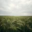 Placeholder: Melancholic, ultra-realistic photograph of a vast barley field swaying gently in the wind, delicate green stalks moving like waves, soft light of a cloudy sky, subtle haze in the distance, a lonely river glimmers faintly between the fields, atmosphere of quiet sadness and timeless beauty, cinematic, hyper-detailed, emotional and mesmerizing