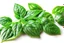 Placeholder: basil leaves