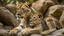 Placeholder: Two young lion cubs resting on a rocky outcrop, with their mother in the background. The cubs have a light brown fur coat and are curled up together , appearing relaxed and content in their natural habitat