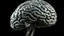Placeholder: دماغ
