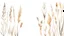 Placeholder: Dried plants in a row filled the area in style of watercolor on a white background