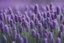 Placeholder: Lavender flower concept