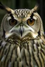 Placeholder: owl front view