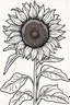 Placeholder: coloring page for kids, sunflower, thick outline, low details, no shading, no color