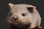 Placeholder: chibi, cute, adorable wombat portrait, hyperdetailed, meticulous, 8k resolution, trending on artstation, by cedric peyravernay