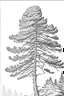 Placeholder: coloring page, pine tree, cartoon style, thick lines, low detail, no shading