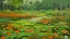 Placeholder: An olive green wetlands with fiery orange flowers painted by Qiu Ying