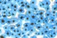 Placeholder: top view pattern of forget-me-not flowers