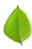 Placeholder: Organic leaf