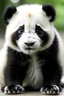 Placeholder: cute panda bear