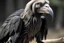 Placeholder: vulture