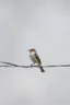 Placeholder: bird on wire