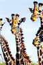 Placeholder: How many giraffes would you say you've killed?