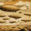 Placeholder: A beige fleet of airships in the sky designed in Lascaux cave paintings painted by Paul Cezanne