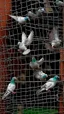 Placeholder: To many Pigeons trapped in snared can't fly