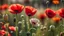 Placeholder: Beautiful summer flowers in soft light with selective focus. Flowers on wild field. Opium poppy. Natural summer background