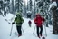 Placeholder: picture of two snowshoers in an Alpine Forest, serious, far behind the snowshoers in background is a Yeti monster, photobomb, photoreal HD quality, everything in sharp focus, low depth of field