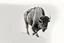 Placeholder: Bison walking towards viewer's right, on white background, fades out on the left