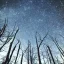 Placeholder: trees against a stary sky