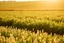 Placeholder: ideal farm field, sunny day, product photo setting