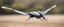 Placeholder: flapper drone is a drone that flaps wings like a colibri, but the wings are flapped sideways, looks cool