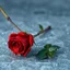 Placeholder: A Realistic Looking Beautiful Red Rose With Water Droplets On Its Petals With Its Branch Lying On A Frozen Floor.