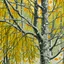 Placeholder: Masterful, highly detailed, full-screen linocut of an extremely focused close-up view of a hanging branch of a birch tree with leaves in autumn shades of yellow, ochre and washed-out green. An early November snow clings to the leaves and branches in wet tufts, creating a soft, white contrast against the colorful foliage. The bokeh background features a blurred view of more snow-covered branches, enhancing the wintry atmosphere. Illustration and linocut using a technique of extremely fine, tiny c