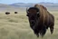 Placeholder: Bison walking towards viewer's left, prairie grasses in foreground, background fades out to white