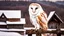 Placeholder: a barn owl sitting an old ruined hut's rooftop and looking to te camera, over a winter landscacpe with european forest , little light, sunrise, high detailed, sharp focuses, photorealistic, perspective, cinematic