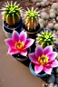 Placeholder: Blossoming cacti