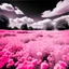 Placeholder: infrared shot of a flower field