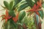 Placeholder: fine color pencil, botanical illustration book cover design, tropical plants, orchids, rubber trees, poinsettias, cacao trees, venus fly traps, passion flowers, peace lilies, brazil nut trees, mahogany trees, passion fruits, lianas, birds of paradise, strangler fig, quinine, 3d depth effect, shadows, ambient occlusion, intricate, detailed, small minutiae, tiny features, particulars, bright colours, autocontrast, dynamic range, white parchment canvas