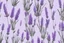 Placeholder: Lavender flower concept