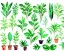 Placeholder: Vector plants and herb set illustration. Watercolor