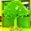 Placeholder: money tree