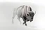 Placeholder: Bison walking towards viewer's right, on white background, fades out on the left