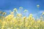 Placeholder: bottom is detailed canola blooming with green stems, top is sky, photography,